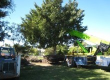 Kwikfynd Tree Management Services
waterlootas